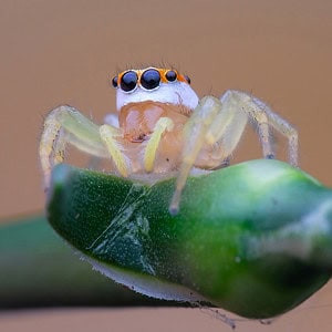 Laowa 100mm f/2.8 2X Ultra Macro