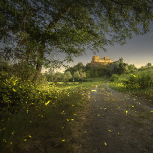14mm f/4 Zero-D Canon EF, Nikon F