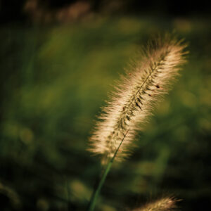 Argus 25mm f/0.95 CF APO Sony E, Canon RF, Nikon Z